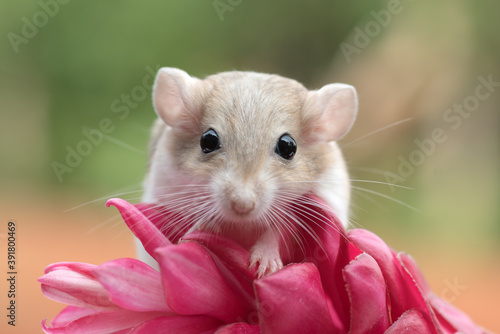 Mongolian gerbil playing on red flower, pet gerbil