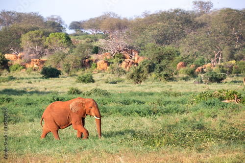 A big red elephant walks through the savannah between many plants photo