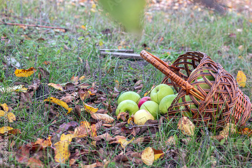 Apples in a wicker basket. Fresh bright green apples in an inverted basket, late summer and early fall farm harvest. There is a basket of apples on the ground.