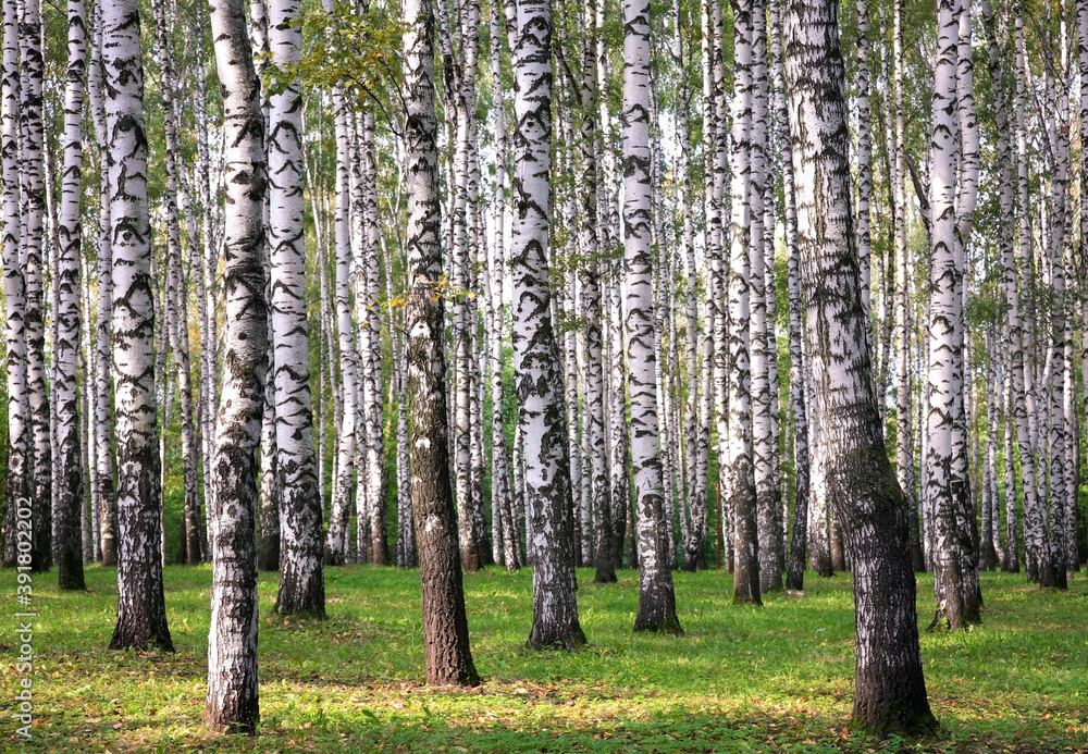 Obraz premium The first signs of autumn with yellow leaves on birches in a sunny park