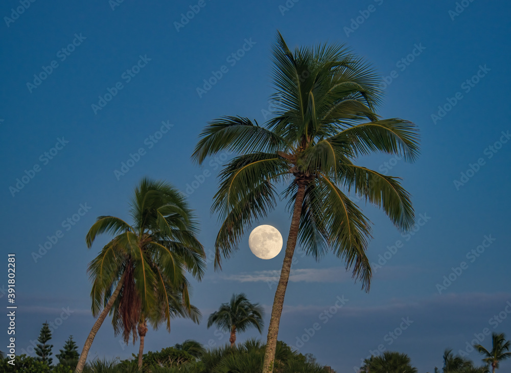 Full moon behind palm trees on Sanibel Island in southwest Florida in the United States