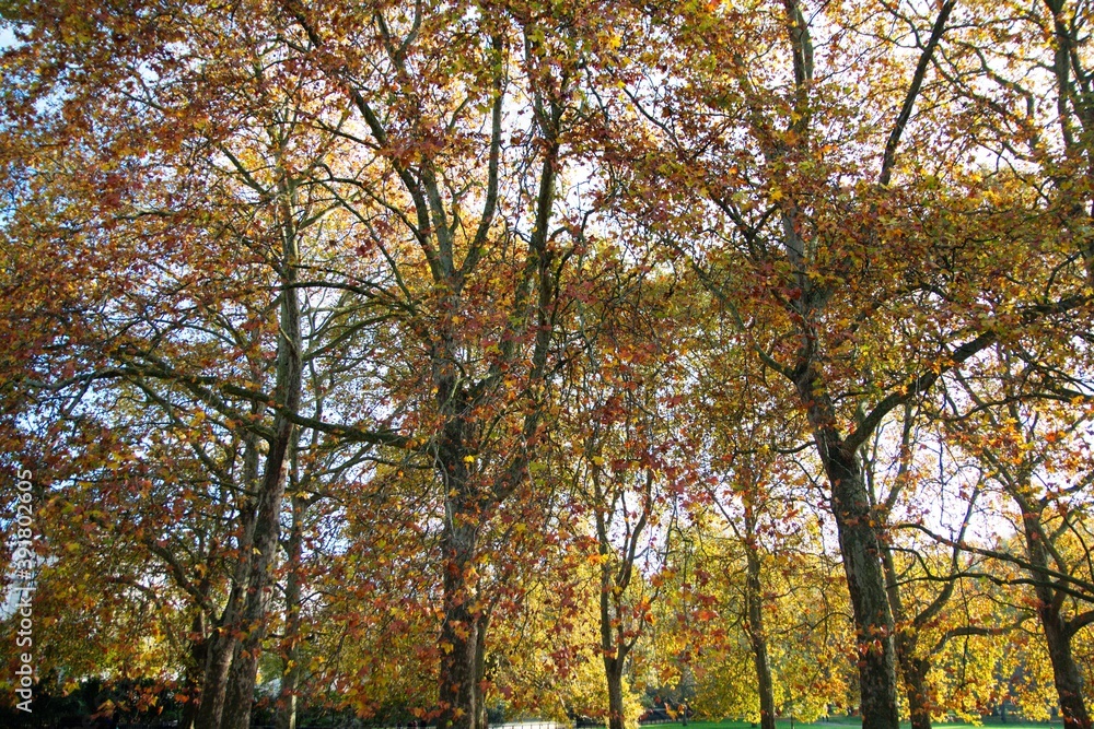large trees with winter leafs in a park in London england uk the green park