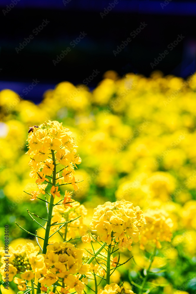 菜の花とミツバチ　【春のイメージ】