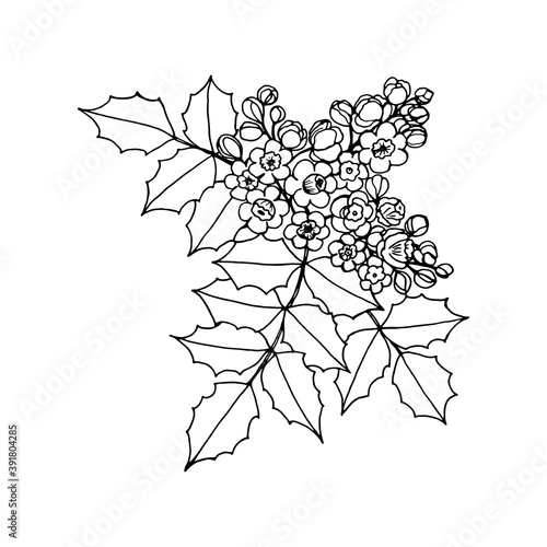 Mahonia aquifolium or Oregon grape branch with flowers and leaves black and white line drawing. contour. Hand drawn botanical vector illustration.