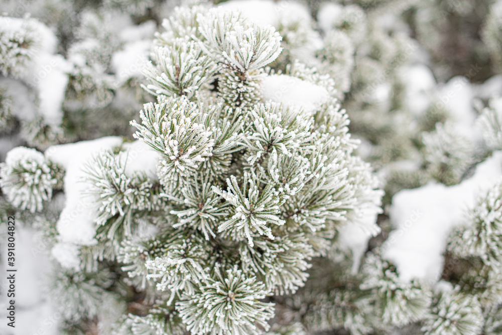 Christmas tree in snow background. Nature image.