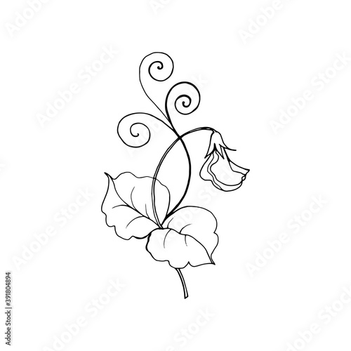 Sweet pea branch with flowers, leaves. The isolated object on a white background, a linear drawing with a black outline.  Hand drawn botanical vector illustration. 