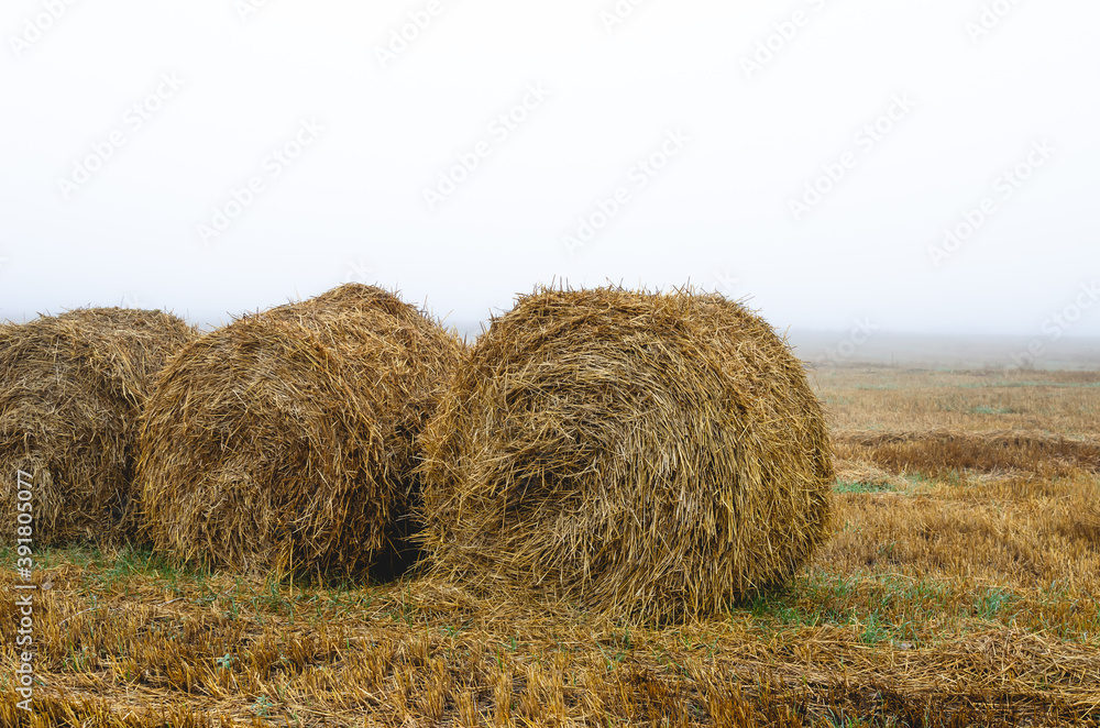 Rolls of straw in late summer on a cold foggy morning