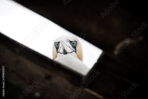 Fotografie Northern gannet looking through the roof