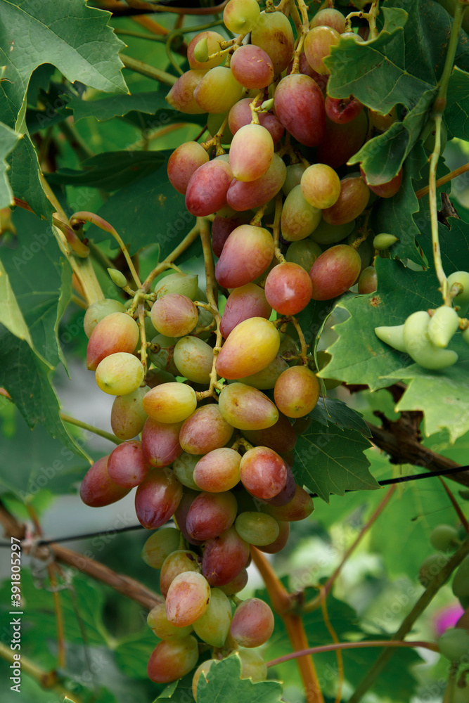 grapes on the vine grapes on the vine