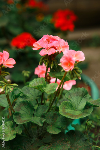 red rose in the garden