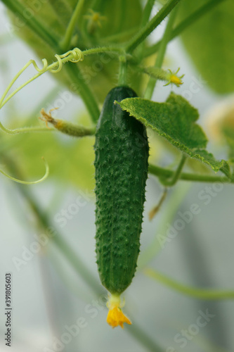 cucumber on the vine from farm