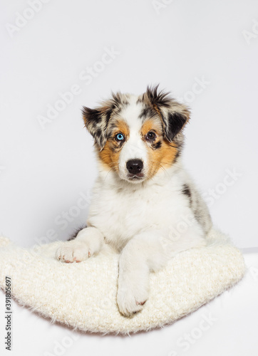 australian shepherd dog lies on a white background © Happy monkey