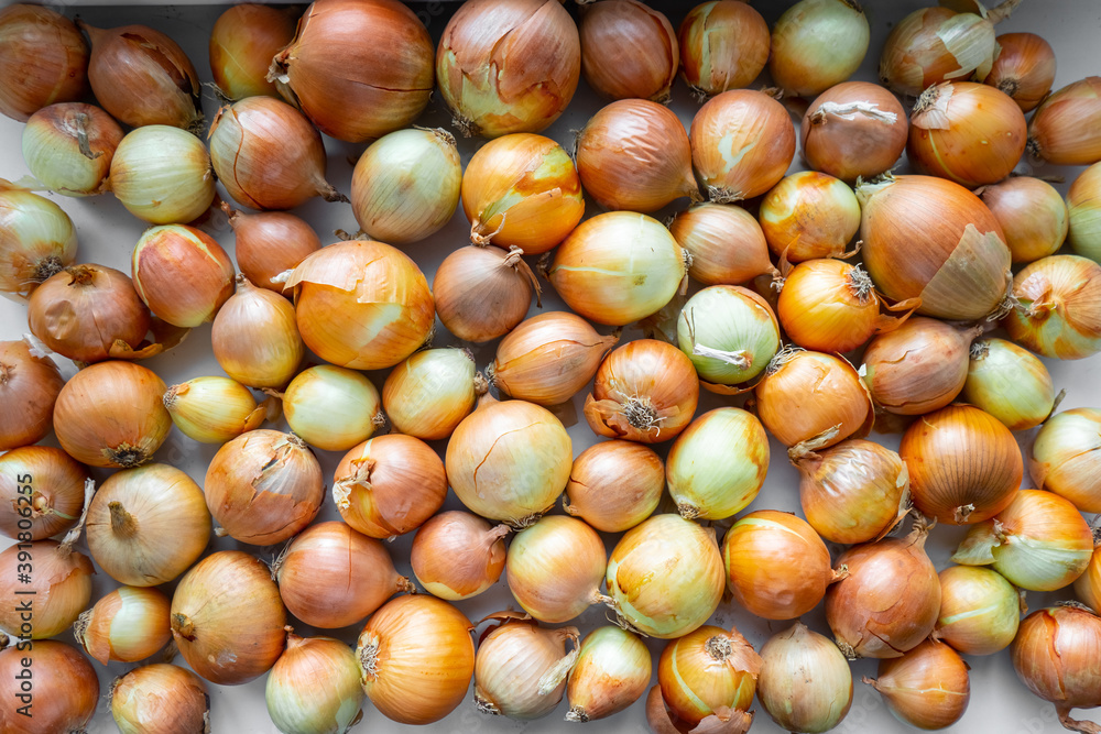 fresh ripe onions. Onions background. a lot of yellow onions close up. fresh ripe onions. Onions background. a lot of yellow onions close up.