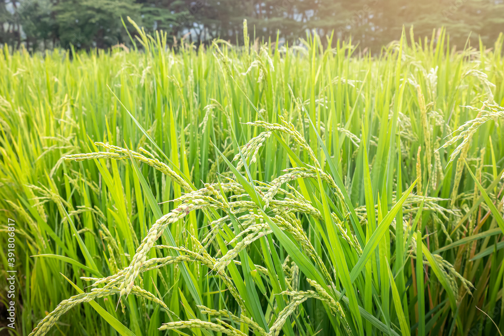 Fototapeta premium Green and yellow rice is growing well in the hot sun of summer.