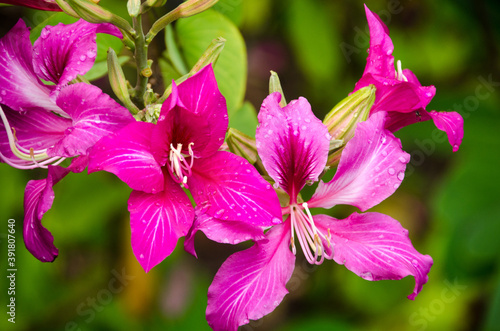 Pink Bauhinia flower blooming of Butterfly Tree on branches with nature background.
