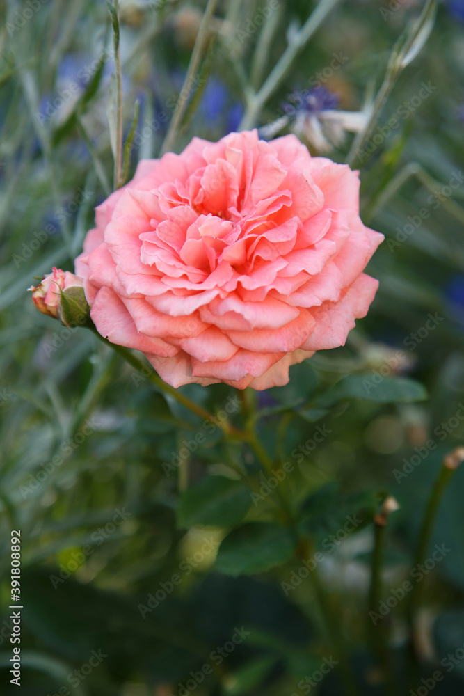 pink rose in garden pink rose in garden
