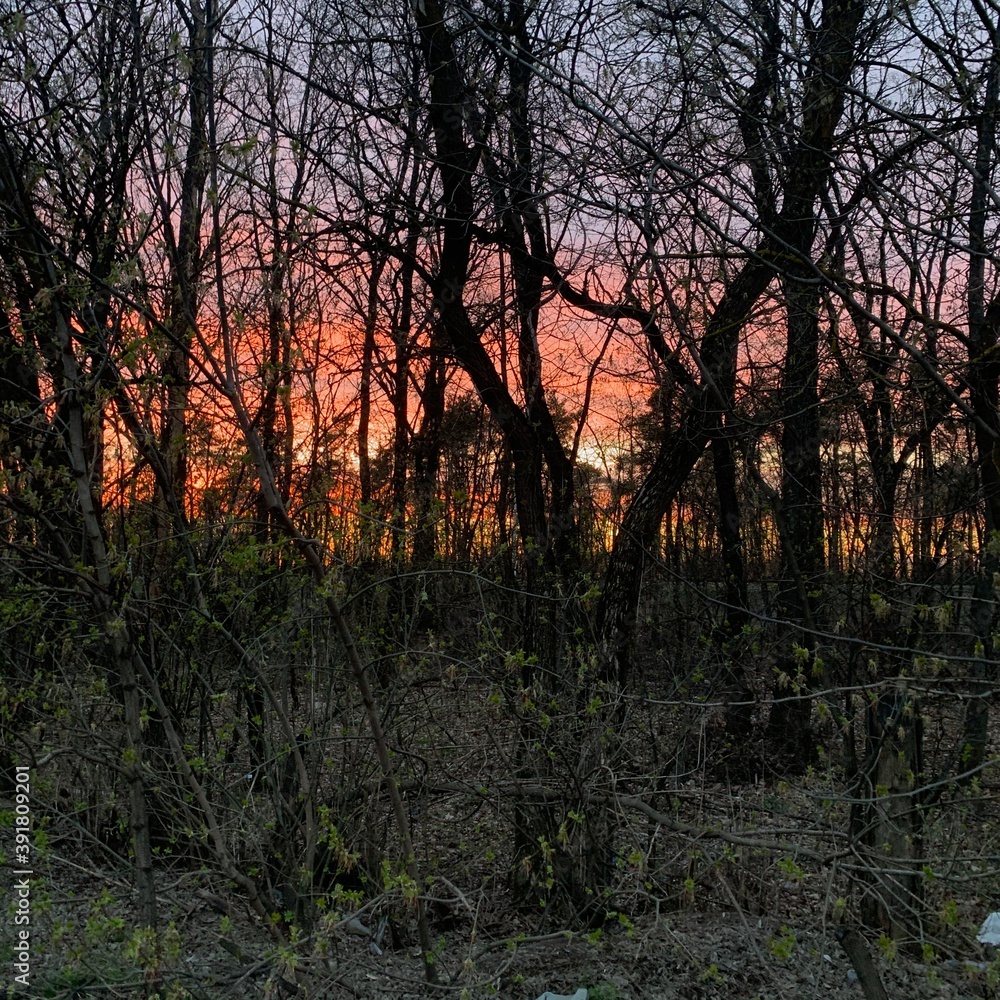 Fototapeta premium sunset in the forest