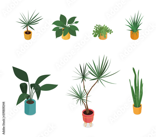 Set of isometric potted plant. Vector collection. Illustration in flat design.