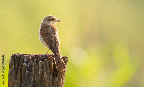 Red-backed shrike, Lanius collurio. Young bird sits on an old dry tree stump