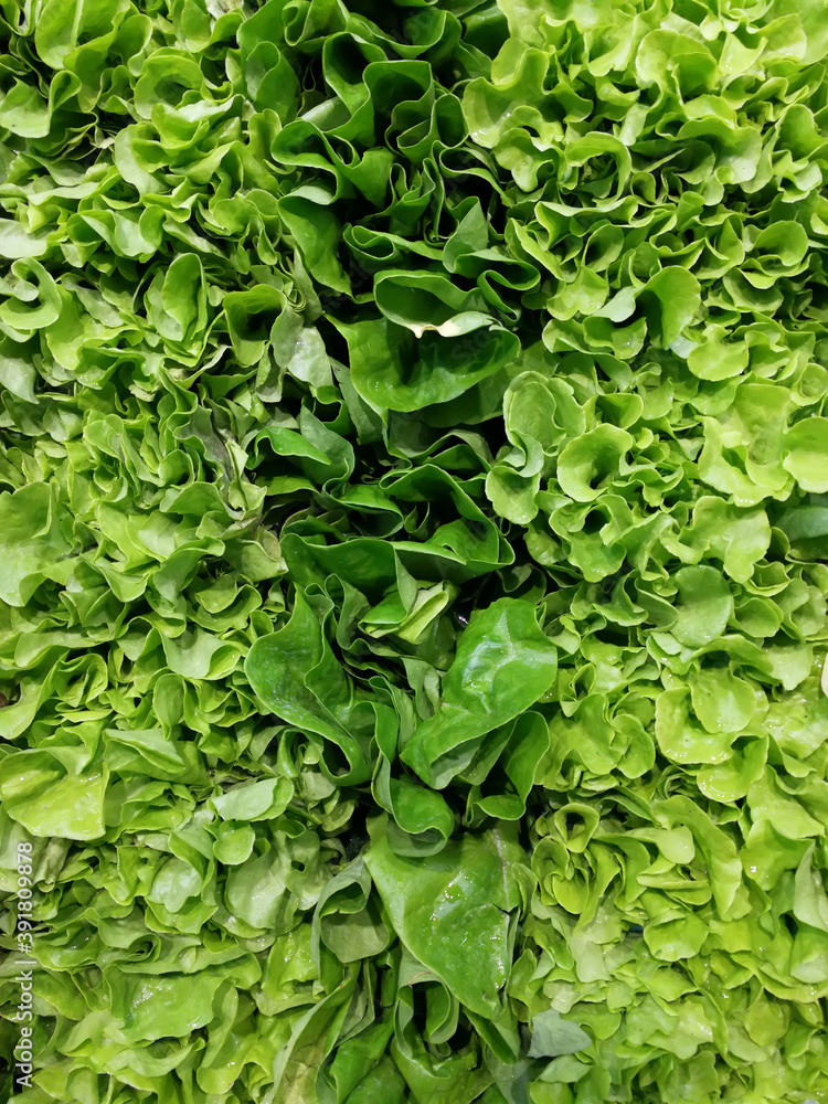 Fototapeta premium Full frame of fresh and green lettuce rows