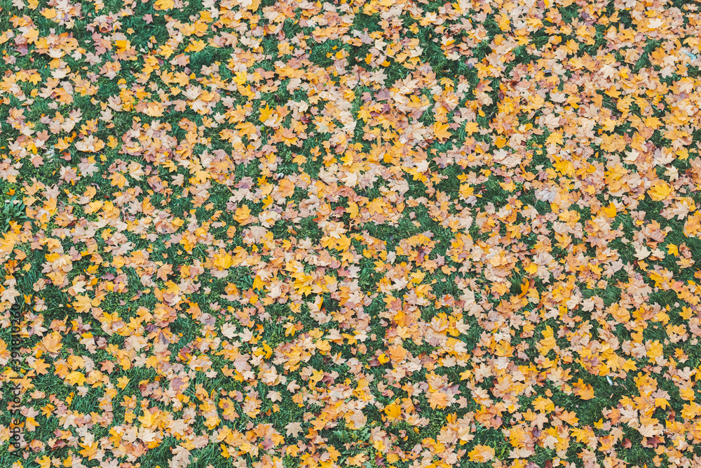 fallen leaves lie on the green grass fallen leaves lie on the green grass
