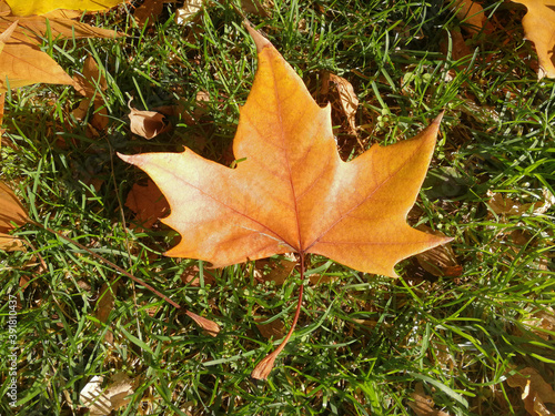 Close up view of a maple leaf on the ground