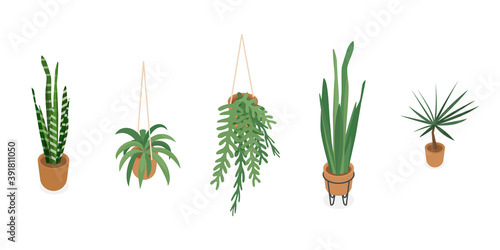 Set of isometric potted plant. Vector collection. Illustration in flat design.