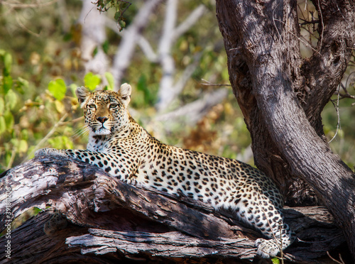 Leopard in resting and watching in tree 