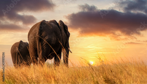 Photography Elephants overlooking Sunset along Chobe River, Botswana