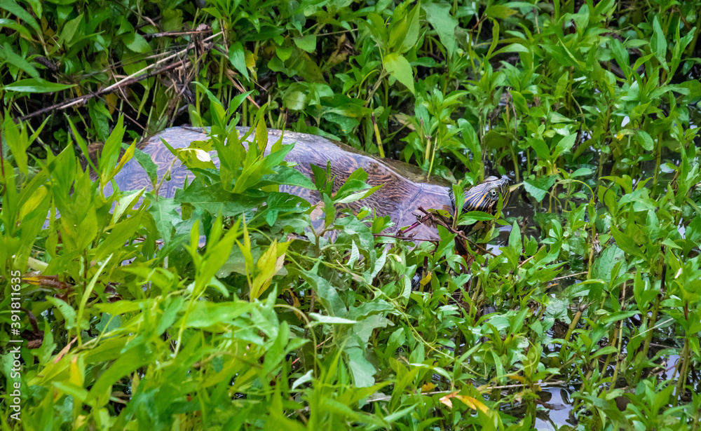 Yellow Slider Turtle in grass at Garden Lake in Rome Georgia Yellow Slider Turtle in grass at Garden Lake in Rome Georgia
