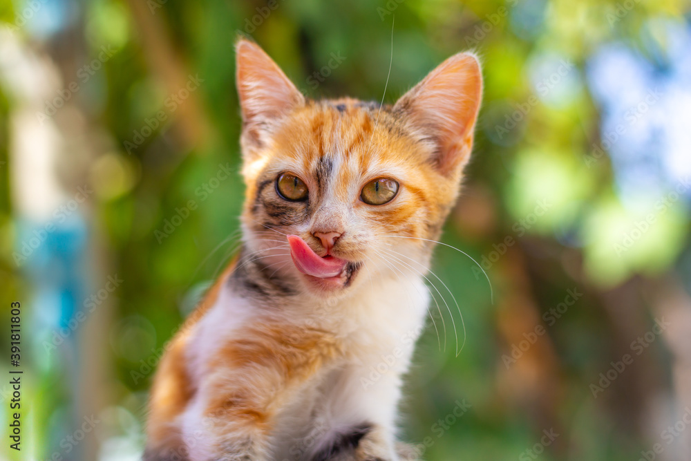 Fototapeta premium a small ginger spotted kitten licks its lips after eating, sticking out its tongue. Proper pet nutrition