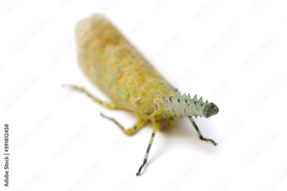 Zanna terminalis isolated on white background. Zanna terminalis isolated on white background.
