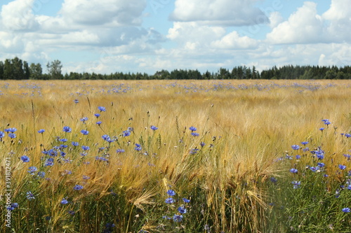 Field of Corn flowers Estonia Rye