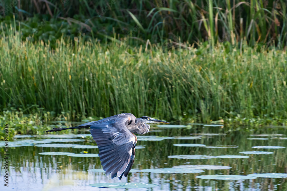 Great Blue Heron at Riverwalk boardwalk in Roswell Georgia. Great Blue Heron at Riverwalk boardwalk in Roswell Georgia.