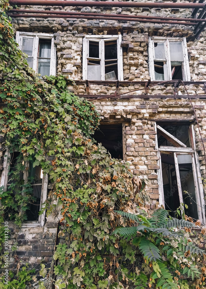 An old abandoned brick building with broken wood-framed windows and growing hops after the destruction.