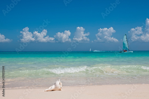 Fototapeta Naklejka Na Ścianę i Meble -  Seashell on a sandy tropical beach, in the background a Hobie cat sailing near the coastline, Playa del Carmen, Mexico