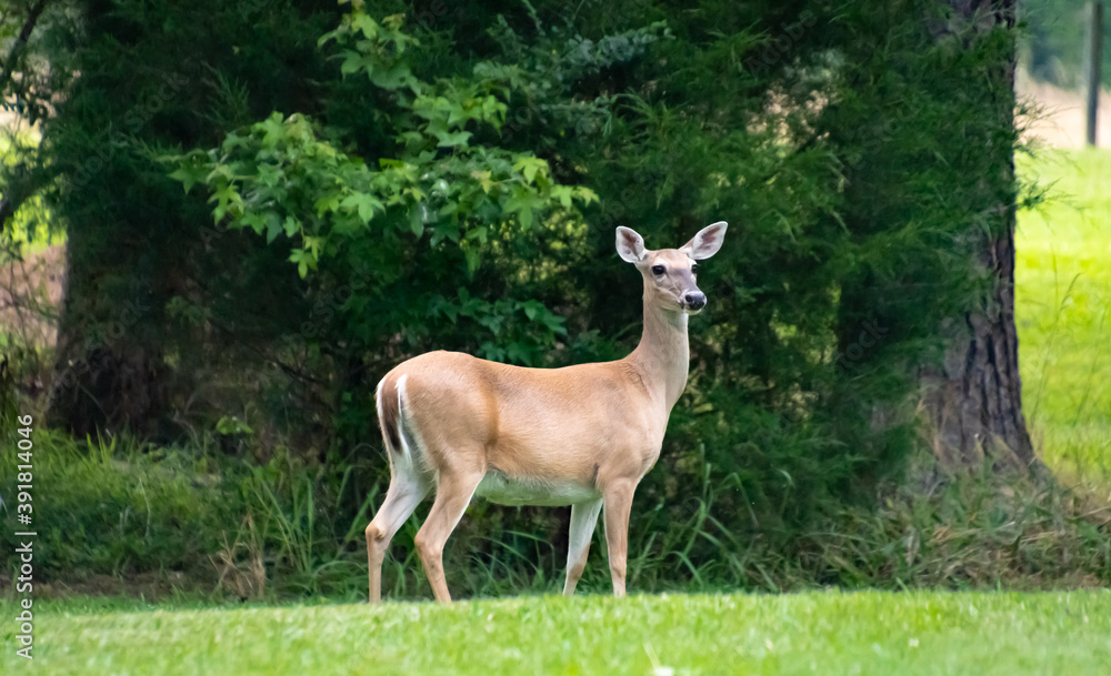 White Tailed Doe standing at attention at wild life sanctuary in Rome Georgia. White Tailed Doe standing at attention at wild life sanctuary in Rome Georgia.