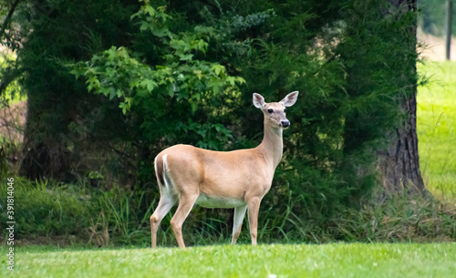 White Tailed Doe standing at attention at wild life sanctuary in Rome Georgia.
