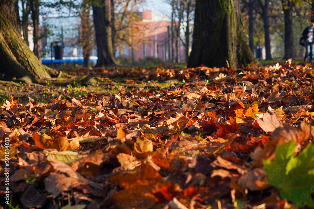 Autumn background with yellow, red and green fallen dry leaves on the grass. Sunny day, light and shadow play with copyspace. Autumn background with yellow, red and green fallen dry leaves on the grass. Sunny day, light and shadow play with copyspace.
