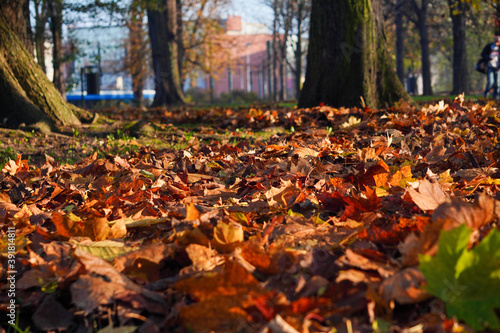 Autumn background with yellow, red and green fallen dry leaves on the grass. Sunny day, light and shadow play with copyspace.