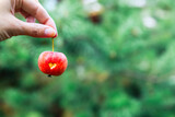 A woman holds a red crab Apple with a heart in his hand by the stem. An Apple on a green blurry background.