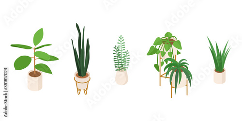 Set of isometric potted plant. Vector collection. Illustration in flat design.