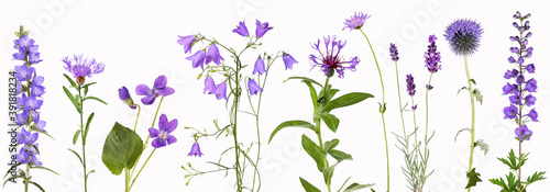 Selection of violet garden flowers photo