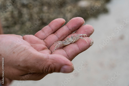 human hand holding very small white ghost crab at sand beach