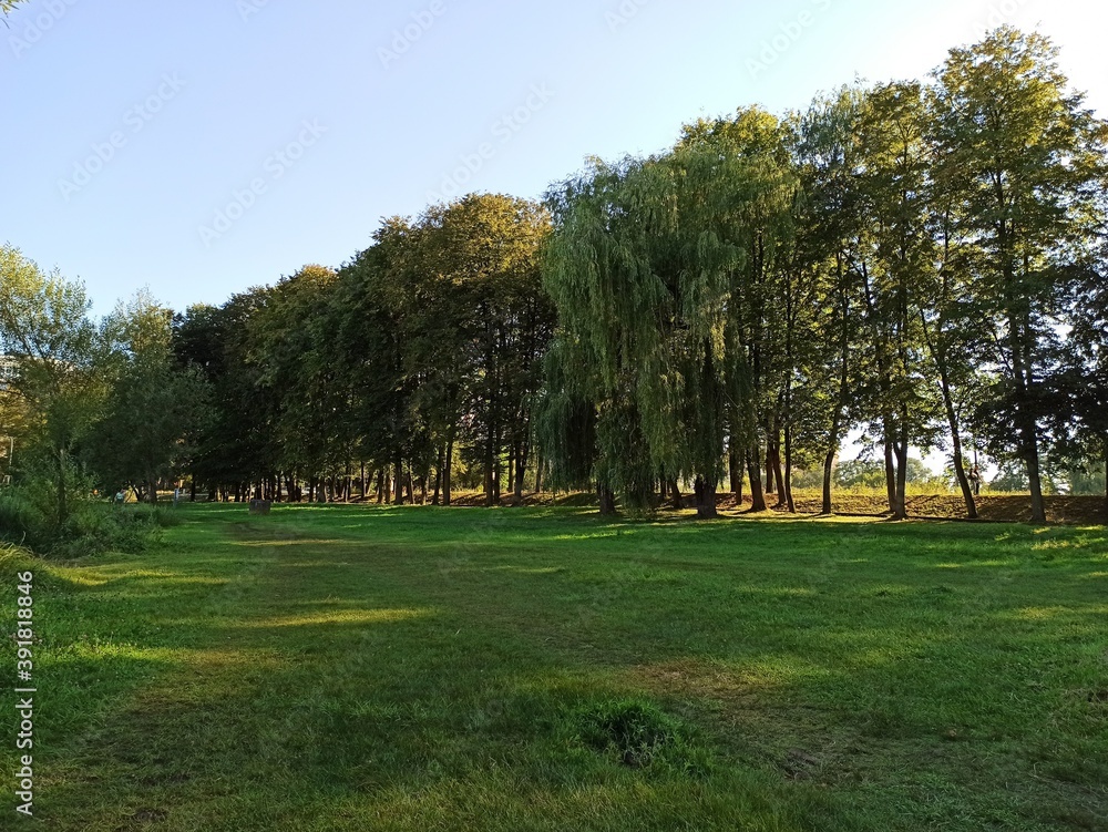 Obraz premium trees in the park