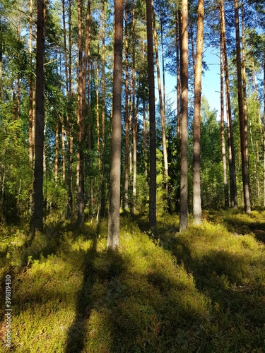 Forest in sunny day with shadows in Estonia