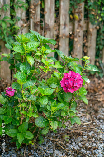 Wallpaper Mural Hortensia flower blossoms at the fence Torontodigital.ca