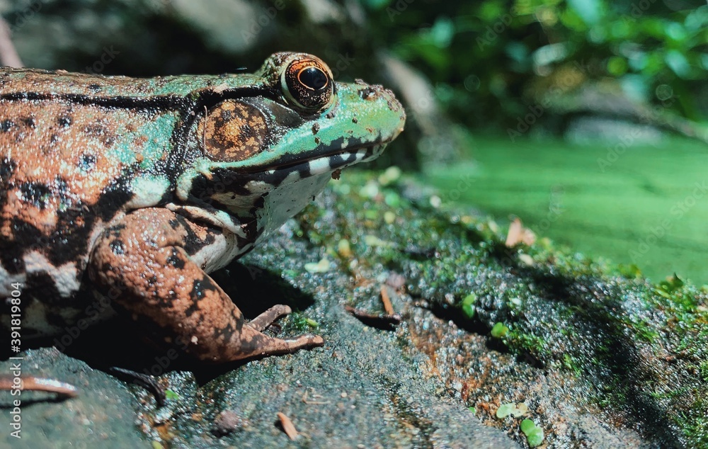 Obraz premium neon green and brown frog close up