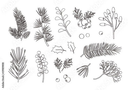 Christmas vector plants, holly berry, christmas tree, pine, leaves branches, holiday decoration, winter symbols isolated on white background. Black line art. Vintage nature illustration