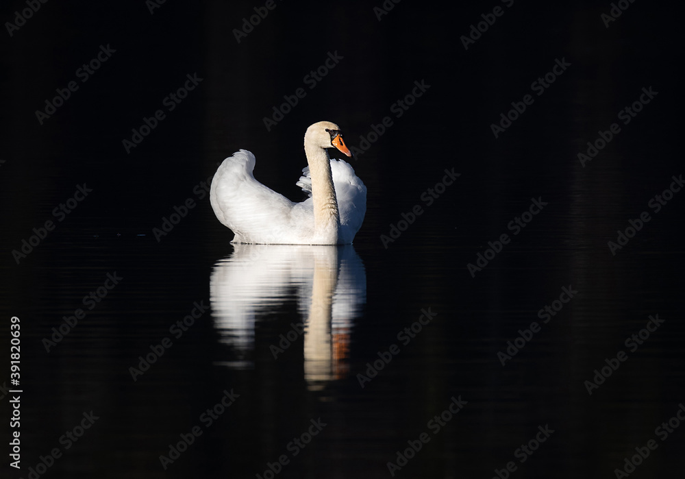 Obraz premium Mute Swan